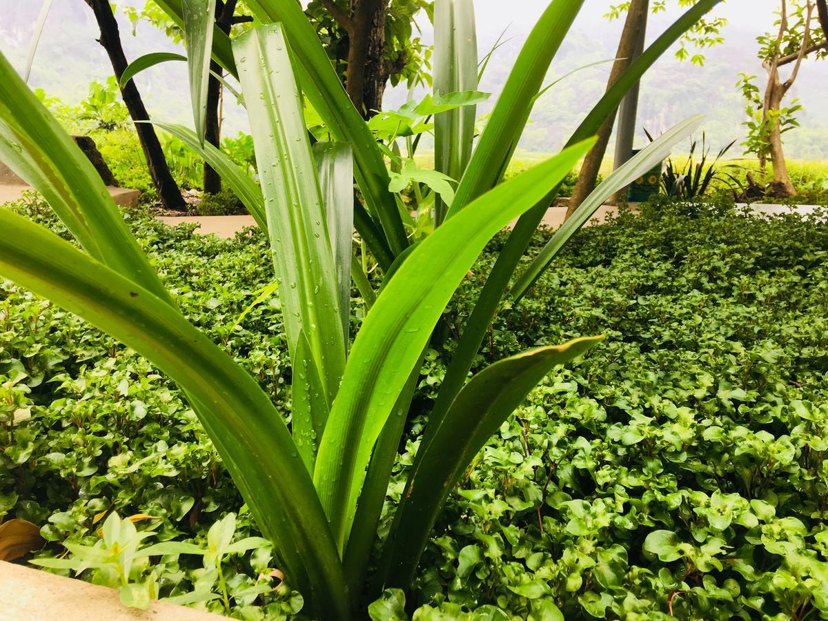 Trang An Nature House Ninh Binh Luaran gambar